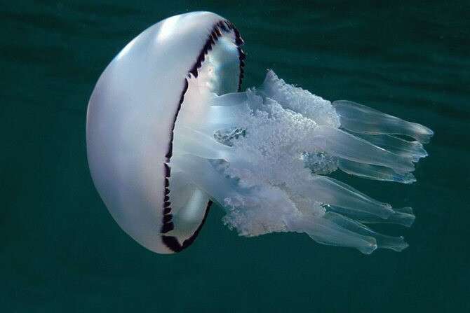 медузы3