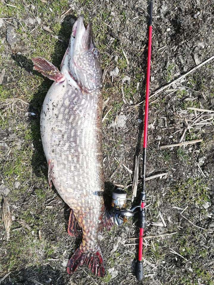 В Кривом Роге рыбак поймал огромную щуку