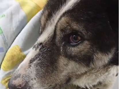 собаку морили голодом