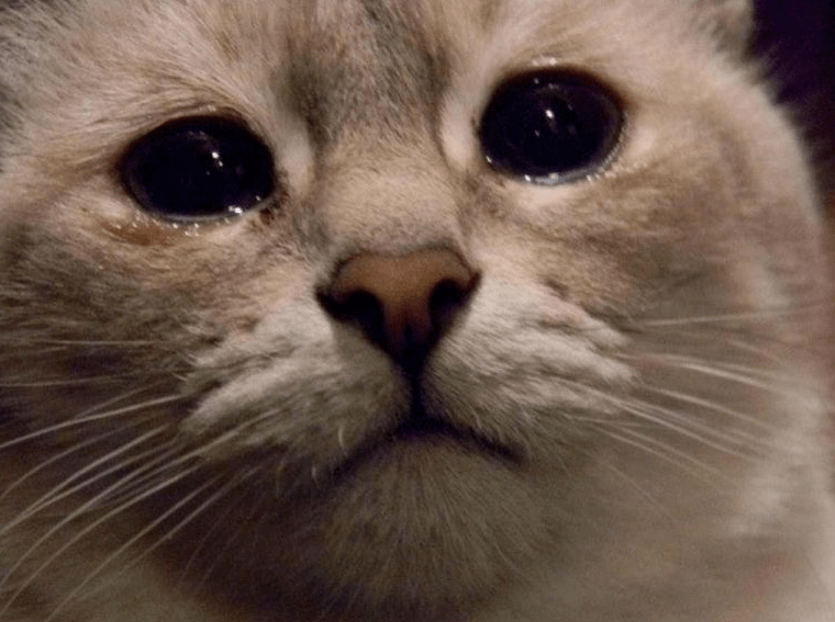 мемная кошка плачет