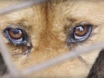 Травят собак