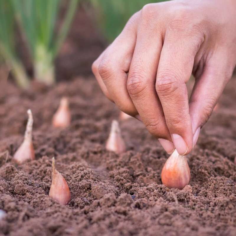 Севок на какую глубину. Севок на какую глубину. Севок на какую глубину. Лук севок сибирский. Севок на какую глубину.