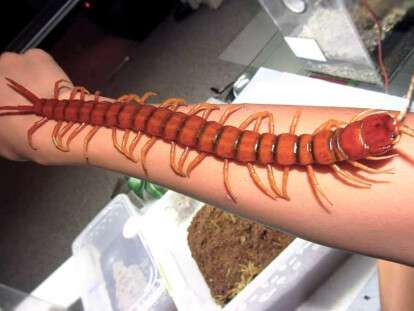 Сколопендра