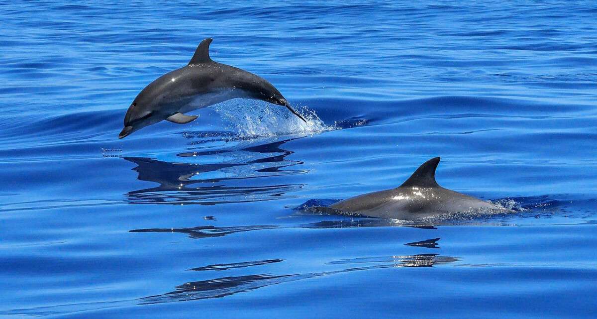 Дельфины на пляже Бирючего острова