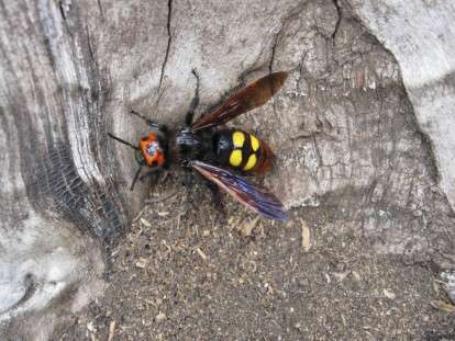 Сколия-гигант