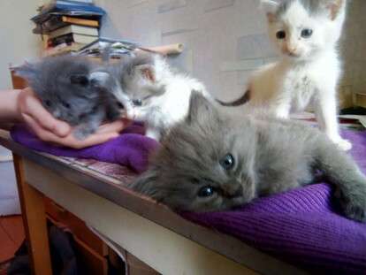 котятам ищут дом