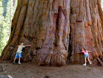 Гигантское дерево
