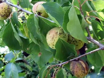 болезни абрикоса