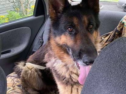 песель нашелся