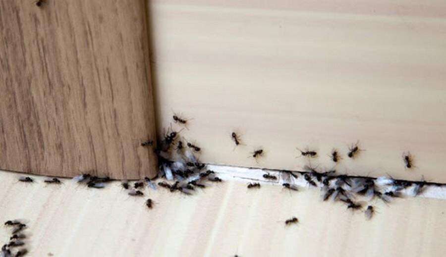 муравьи едят рис