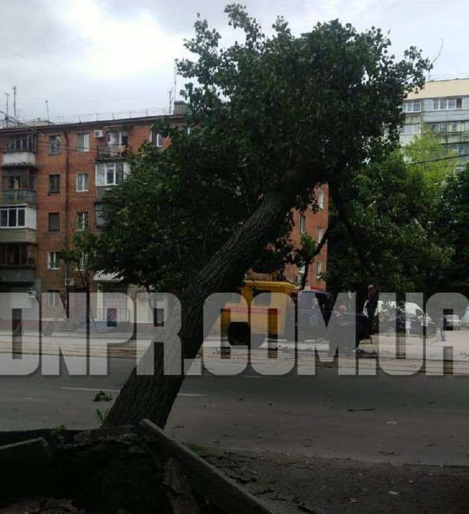 рухнуло дерево Титова