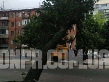 рухнуло дерево Титова