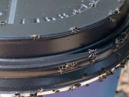 стая пауков