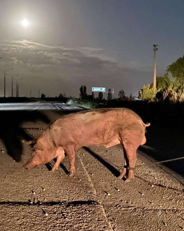 свинья сбежала