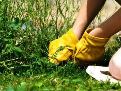 женщина рвет траву