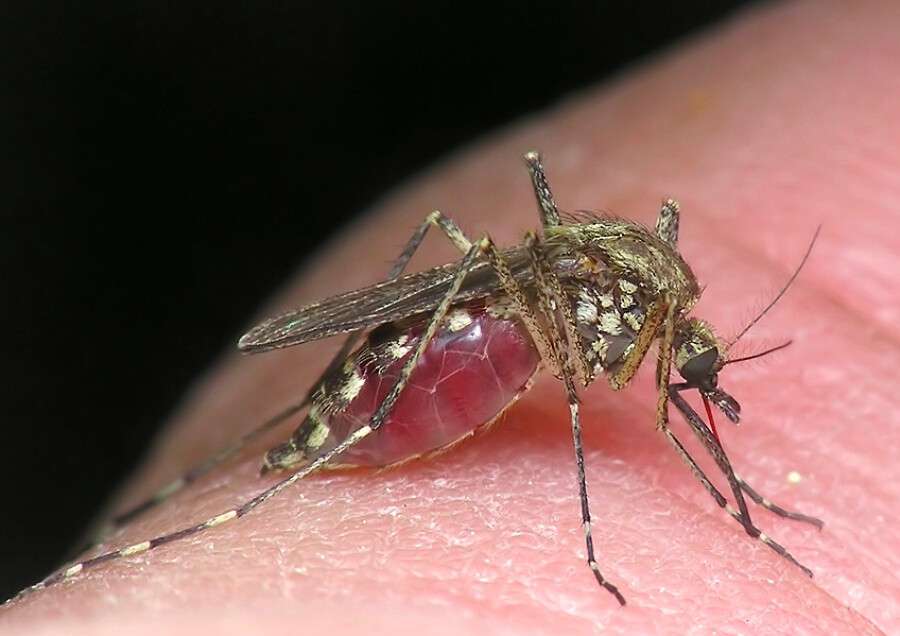 комар2