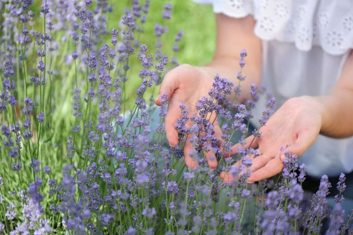 лавандовое поле