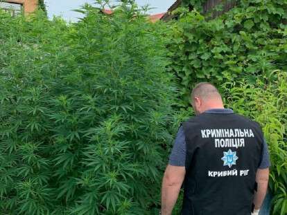 конопля1