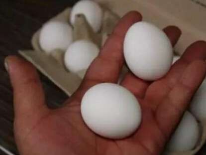 яйца