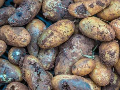 гнилая картошка