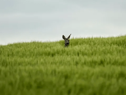 робкий