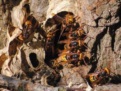 рой шершней