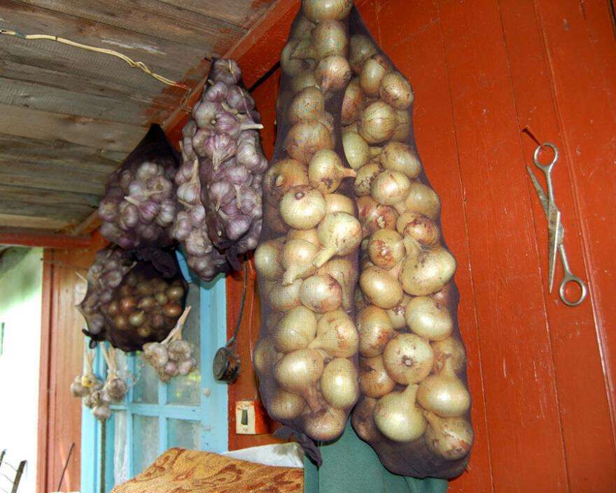 лук в колготках