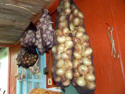 лук в колготках