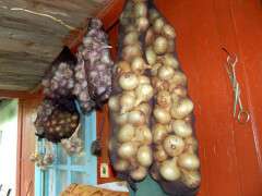 лук в колготках