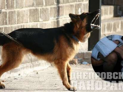 собака набросилась на копов