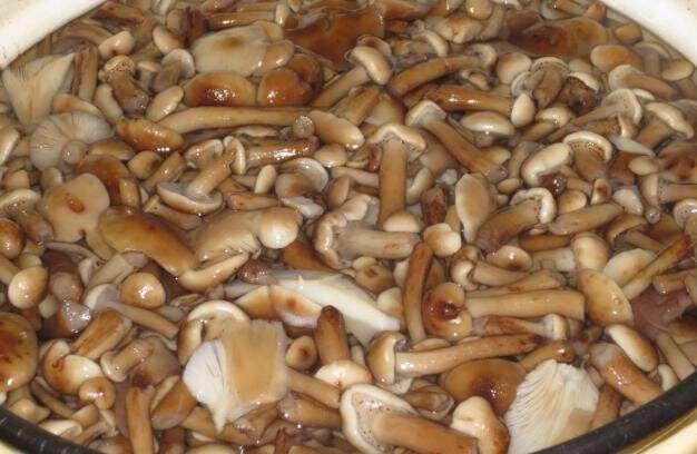 Отваренные грибы (фото)