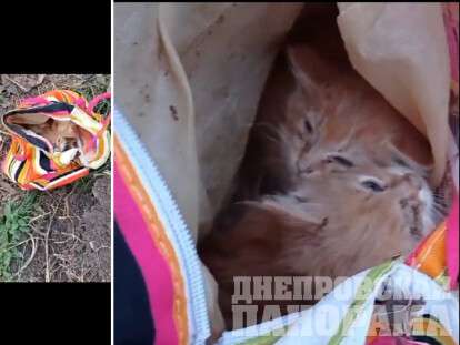 нашли котят Днепр