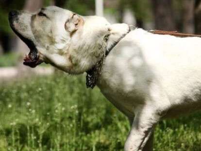 Алабай напал на лабрадора