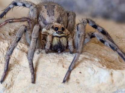 В Днепре активизировались тарантулы