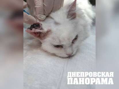 Помощь животным в Днепре