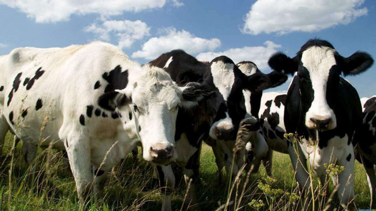 Фото коров, проект Семейные молочные фермы