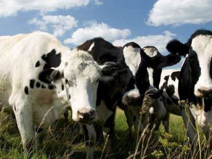 Фото коров, проект Семейные молочные фермы