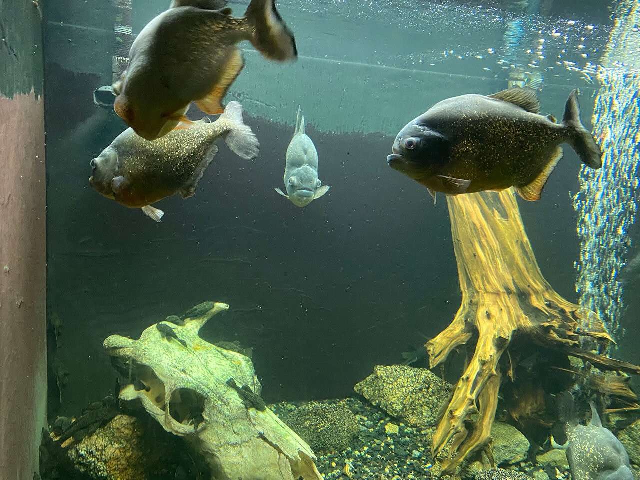 Фото аквариума