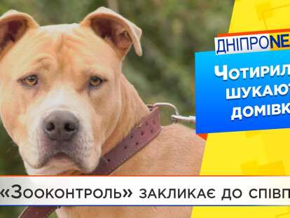 В Днепре КП Зооконтроль призывает к сотрудничеству