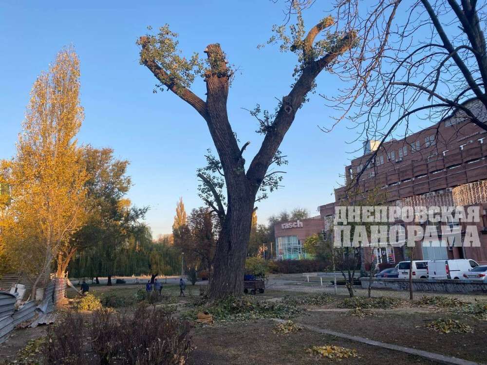 В парке глобы убрали дерево (2)