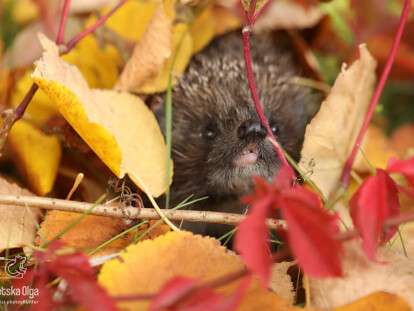 фото ежа Днепр