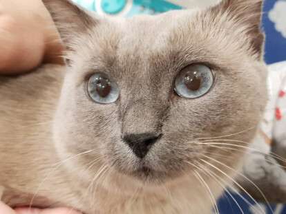 помощь животным Днепр