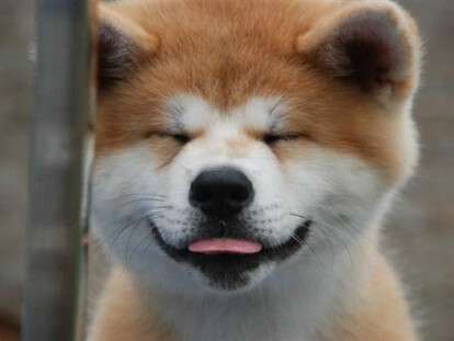 список опасных пород собак