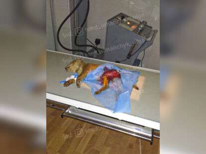 помощь щенку