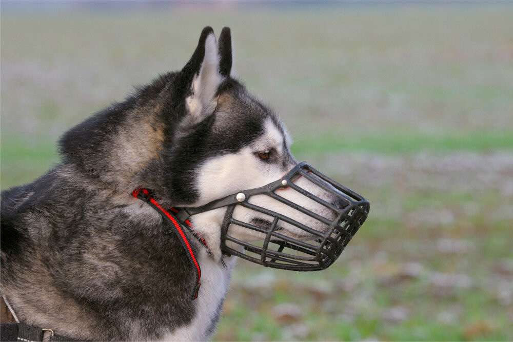 dog-with-muzzle-picture-id159300387_d_850