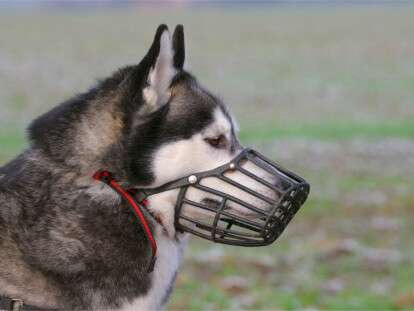 dog-with-muzzle-picture-id159300387_d_850