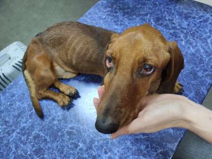 помощь животным Днепр