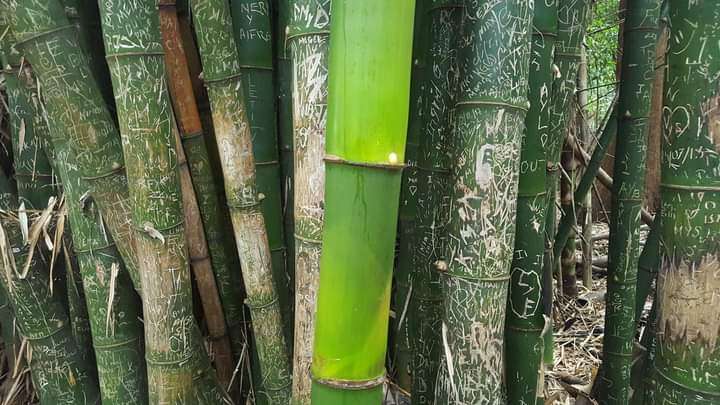 5. Вот таким вырастет бамбук без туристов