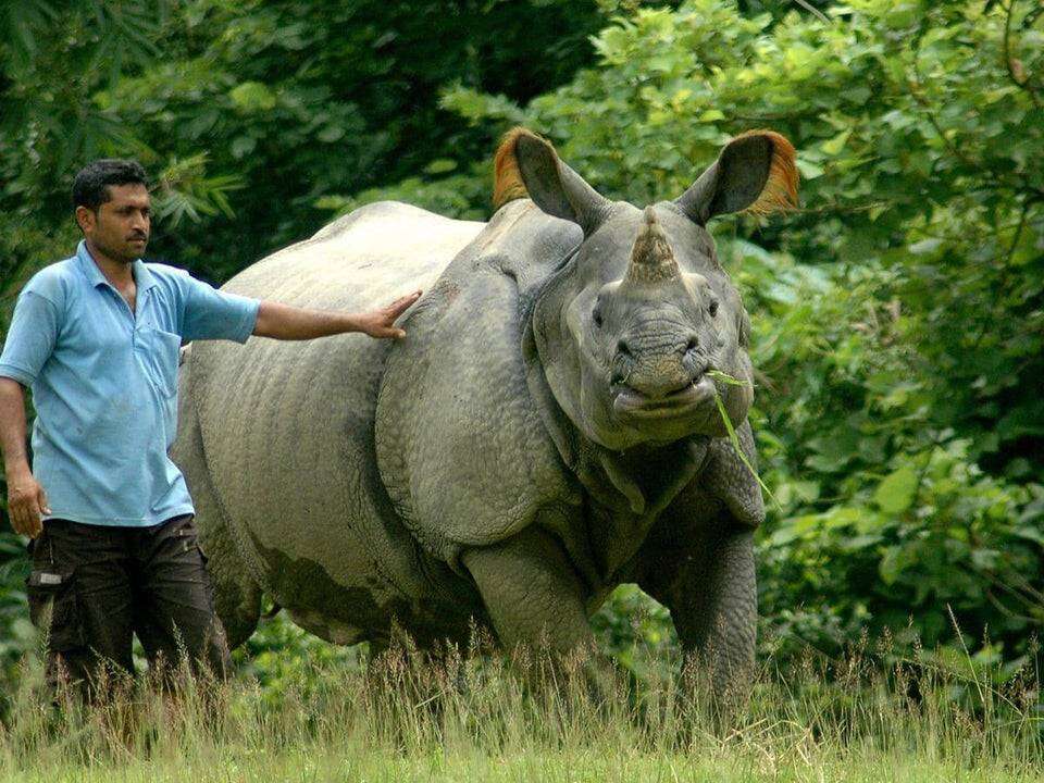 носорог
