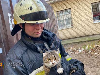 кошка с проспекта Слобожанского